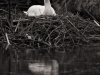 Z_digital_Canon_EOS_Swan_Expired_readyload_large_format_project_markus_hofstaetter_mhaustria.com17