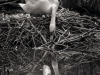 Z_digital_Canon_EOS_Swan_Expired_readyload_large_format_project_markus_hofstaetter_mhaustria.com5_