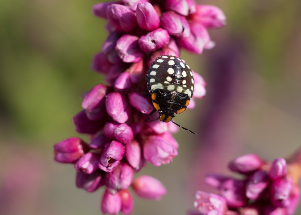 Weired_Macro_Lens_Novoflex_Noflexar_35_Markus_Hofstaetter_mhaustria.com_10