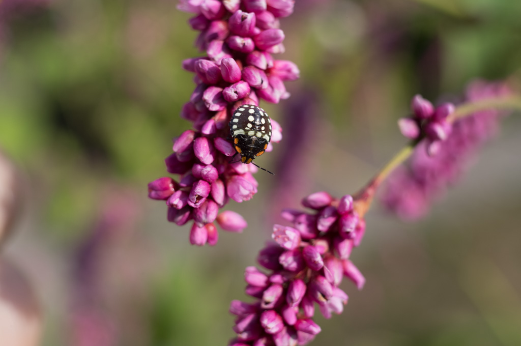 Weired_Macro_Lens_Novoflex_Noflexar_35_Markus_Hofstaetter_mhaustria.com_11