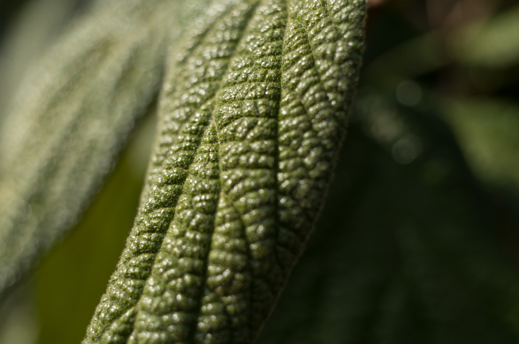 Weired_Macro_Lens_Novoflex_Noflexar_35_Markus_Hofstaetter_mhaustria.com_12