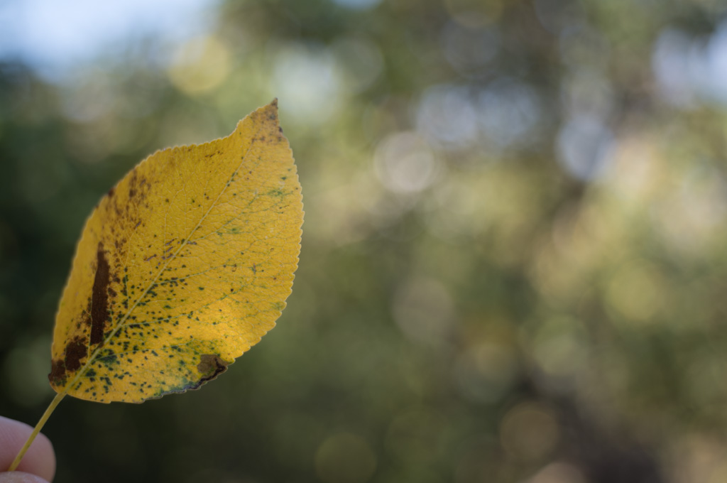 Weired_Macro_Lens_Novoflex_Noflexar_35_Markus_Hofstaetter_mhaustria.com_21