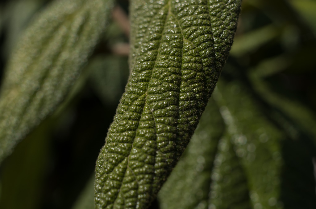 Weired_Macro_Lens_Novoflex_Noflexar_35_Markus_Hofstaetter_mhaustria.com_5