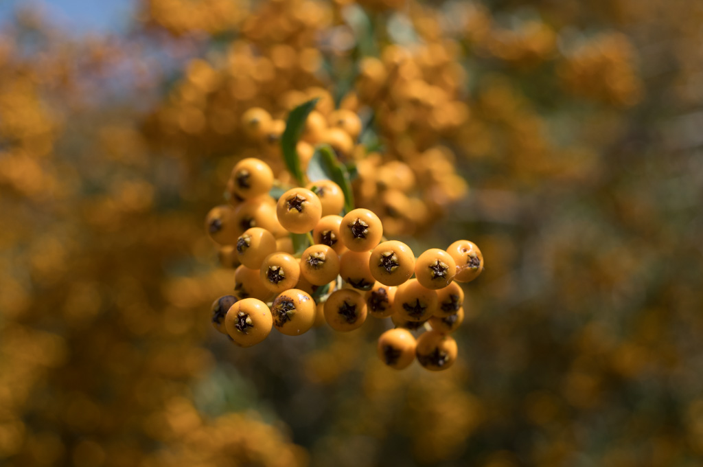 Weired_Macro_Lens_Novoflex_Noflexar_35_Markus_Hofstaetter_mhaustria.com_8
