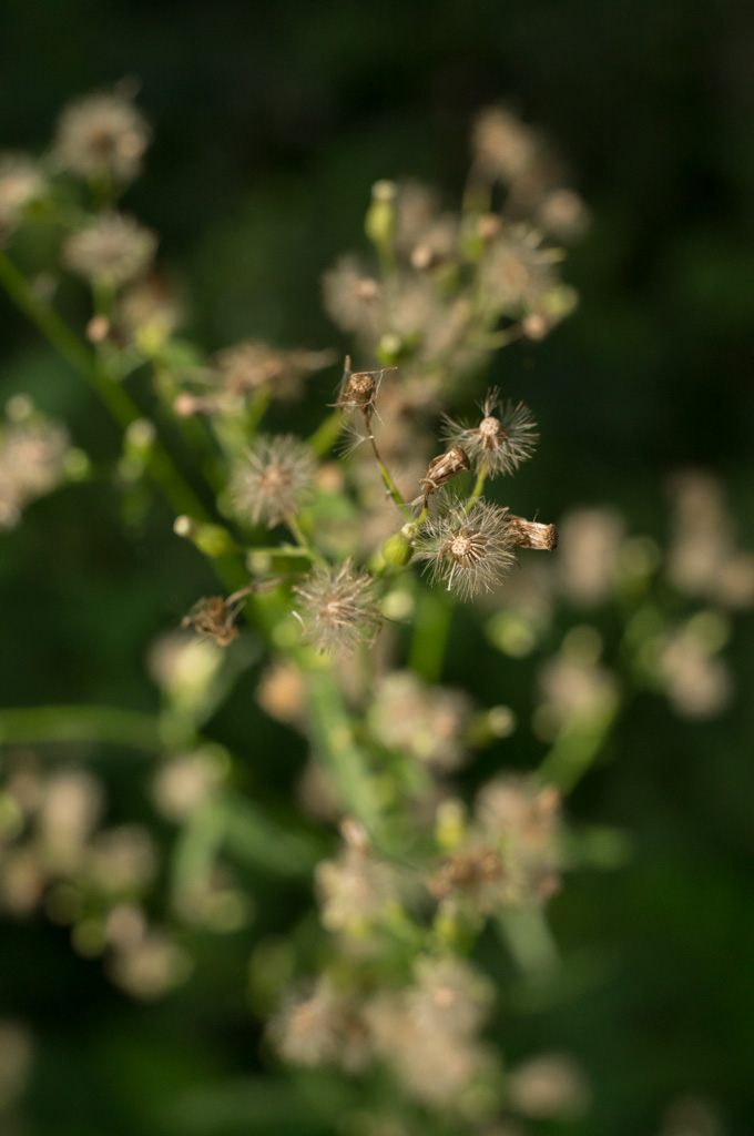 Weired_Macro_Lens_Novoflex_Noflexar_35_Markus_Hofstaetter_mhaustria.com_9