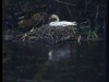Swans_large_format_Linhof_Master_Technika_Markus_Hofstaetter_mhaustria.com1_