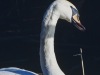Swans_large_format_Linhof_Master_Technika_Markus_Hofstaetter_mhaustria.com2_