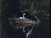 Swans_large_format_Linhof_Master_Technika_Markus_Hofstaetter_mhaustria.com3_