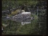 Swans_large_format_Linhof_Master_Technika_Markus_Hofstaetter_mhaustria.com4_