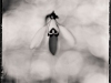 spring_dreamingatintype_story_by_markus_hofstaetter_mhaustria.com_13