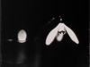 spring_dreamingatintype_story_by_markus_hofstaetter_mhaustria.com_14