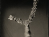 natures-victory-wet-plate-Markus-hofstaetter-mhaustria-com