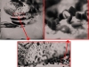 wet_plate_food_photography_markus_hofstaetter_hans_gerlach_mhaustria.com_crop_bread